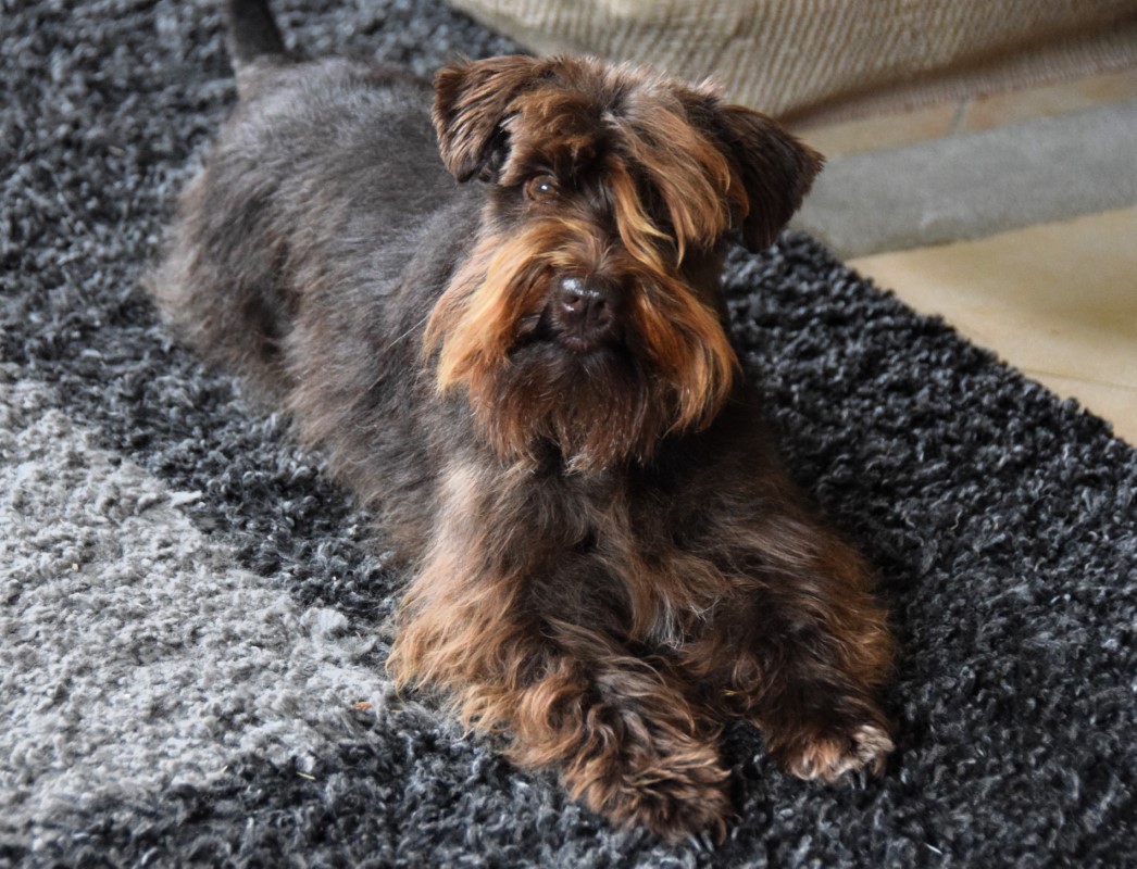 Americký knírač malý parti
American schnauzer
Alice Trojanová
štěně, štěňátko, vrh štěňat, odchov, odchovy, štěně amerického knírače, štěně knírače parti, puppy of american schnauzer