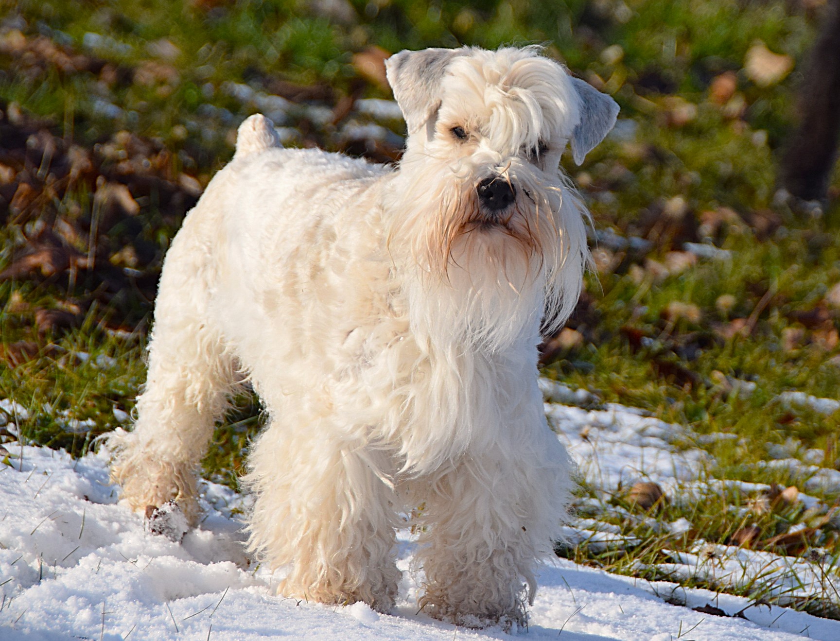 Americký knírač malý parti
American schnauzer
Alice Trojanová
štěně, štěňátko, vrh štěňat, odchov, odchovy, štěně amerického knírače, štěně knírače parti, puppy of american schnauzer