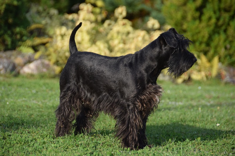 Americký knírač malý parti
American schnauzer
Alice Trojanová
štěně, štěňátko, vrh štěňat, odchov, odchovy, štěně amerického knírače, štěně knírače parti, puppy of american schnauzer