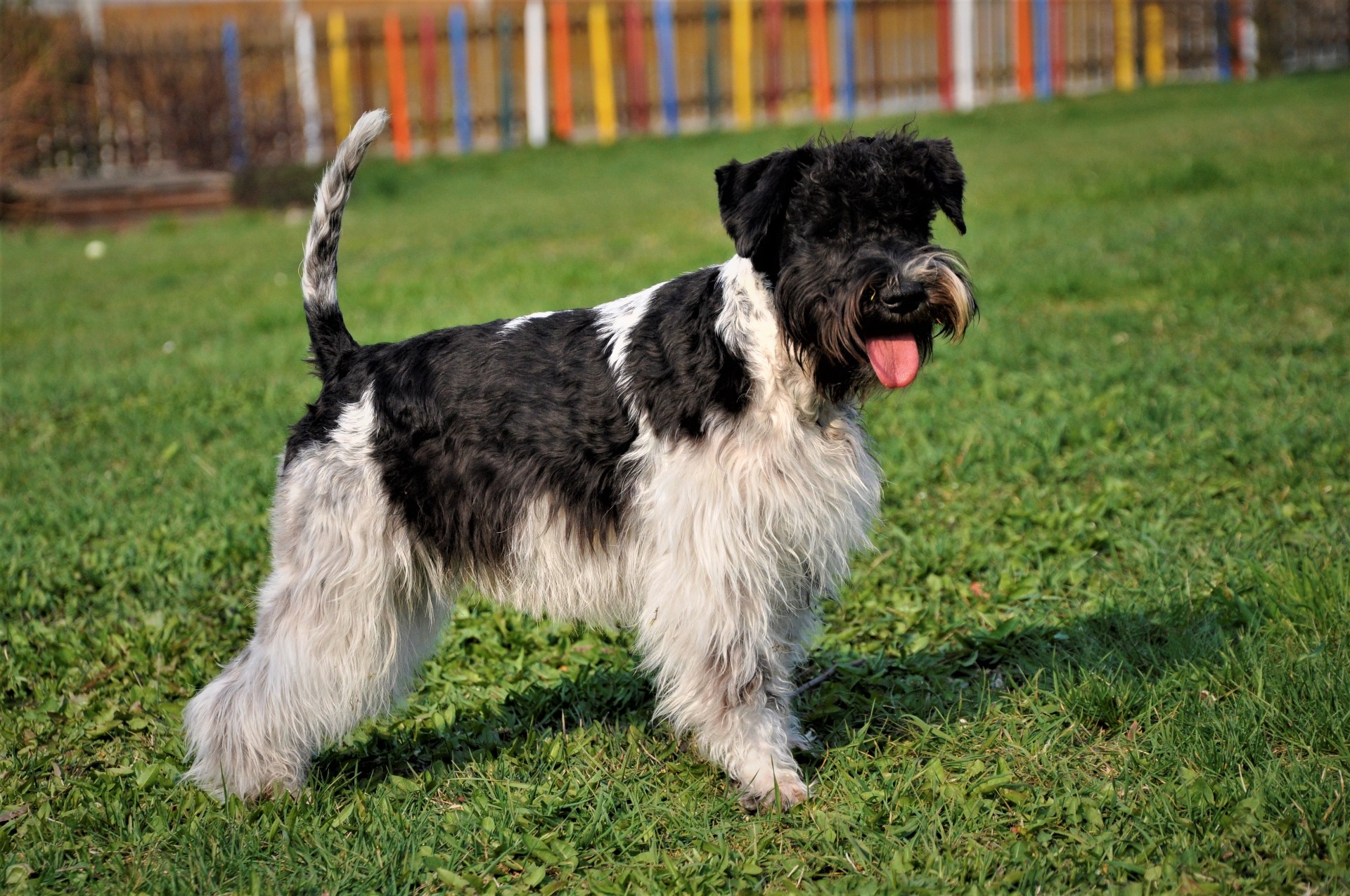 Americký knírač malý parti
American schnauzer 
Alice Trojanová
štěně, štěňátko, vrh štěňat, odchov, odchovy, štěně amerického knírače, štěně knírače parti, puppy of american schnauzer