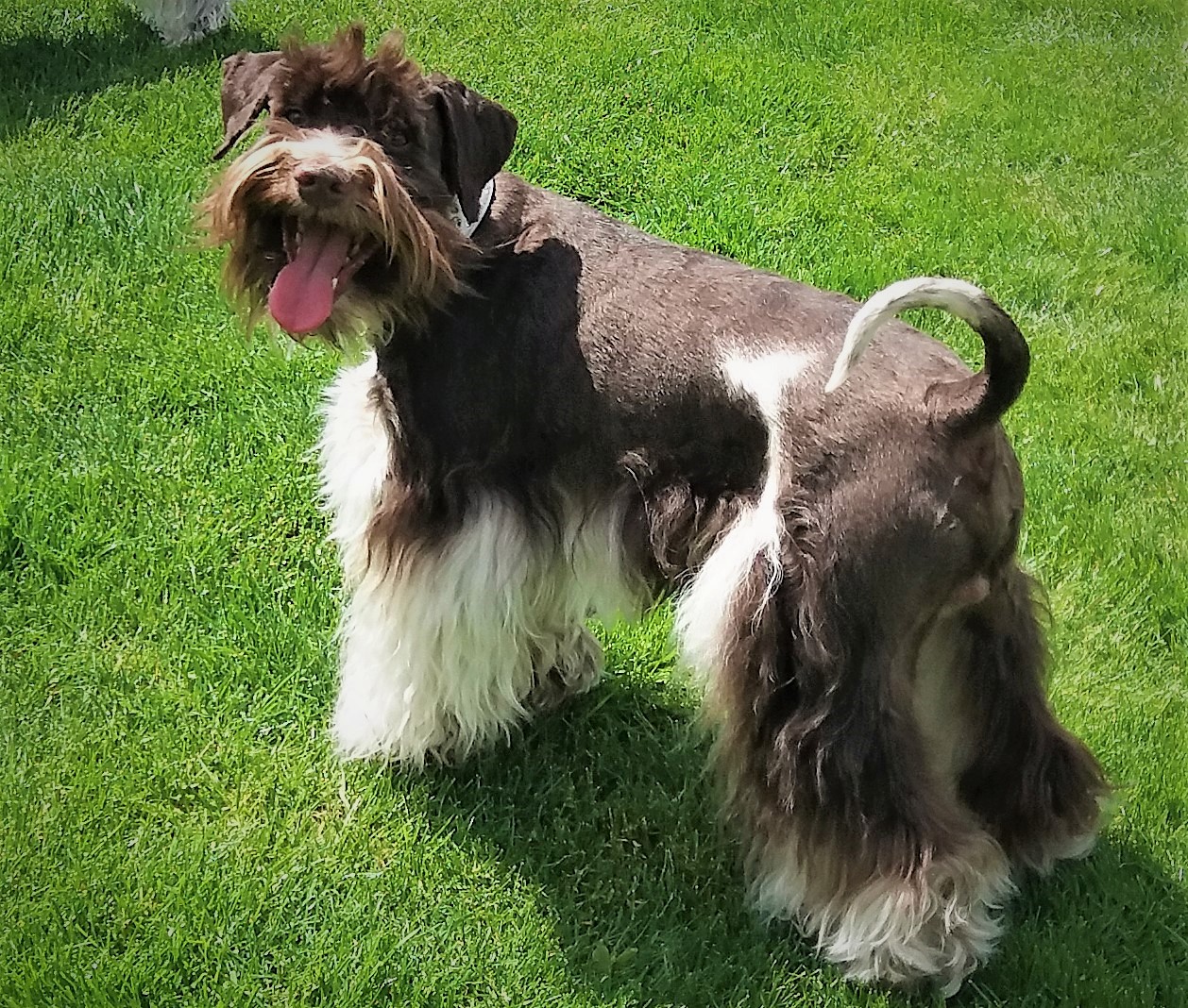 Americký knírač malý parti
American schnauzer 
Alice Trojanová
štěně, štěňátko, vrh štěňat, odchov, odchovy, štěně amerického knírače, štěně knírače parti, puppy of american schnauzer