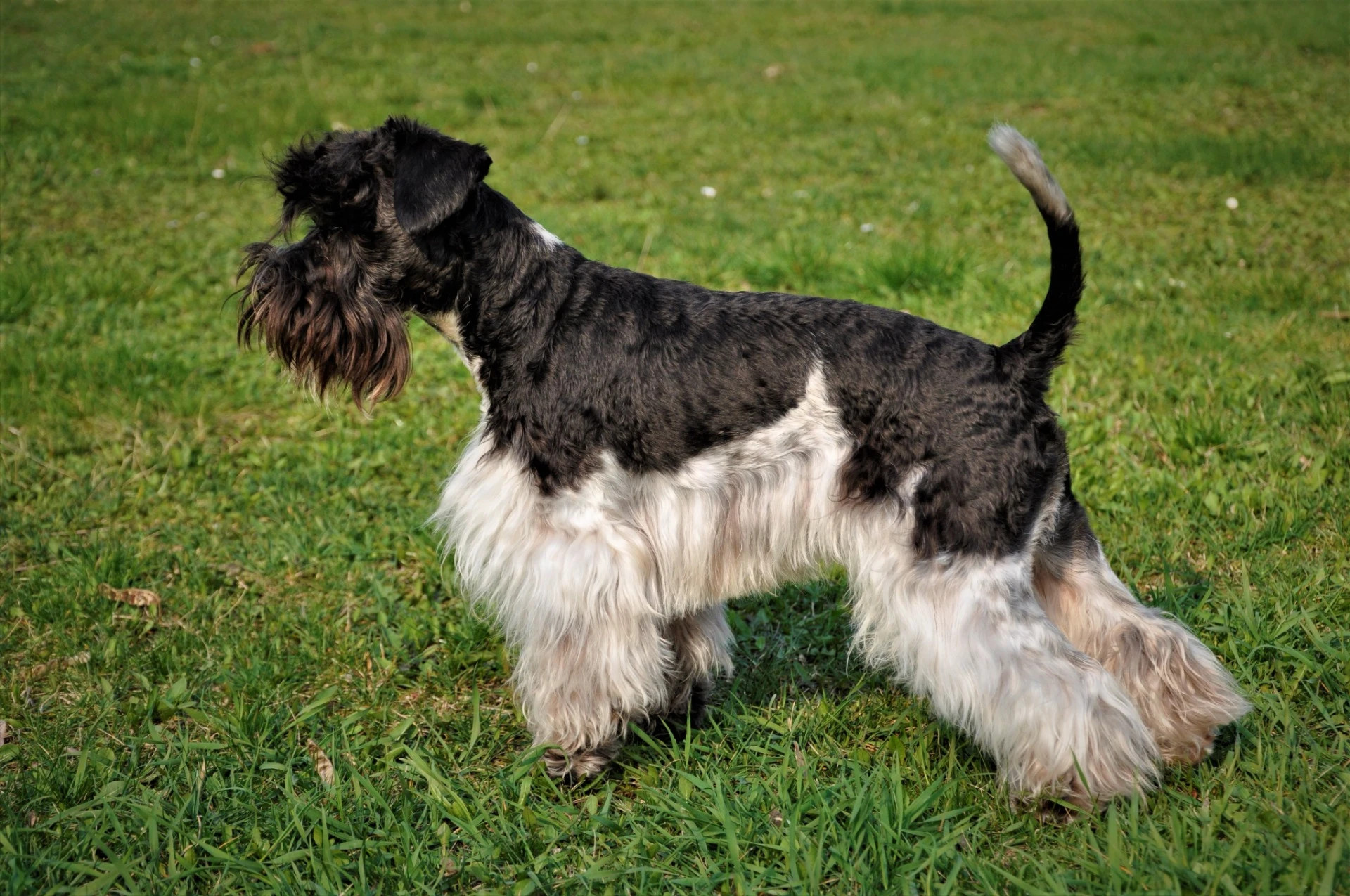 Americký knírač malý parti
American schnauzer
Alice Trojanová
štěně, štěňátko, vrh štěňat, odchov, odchovy, štěně amerického knírače, štěně knírače parti, puppy of american schnauzer