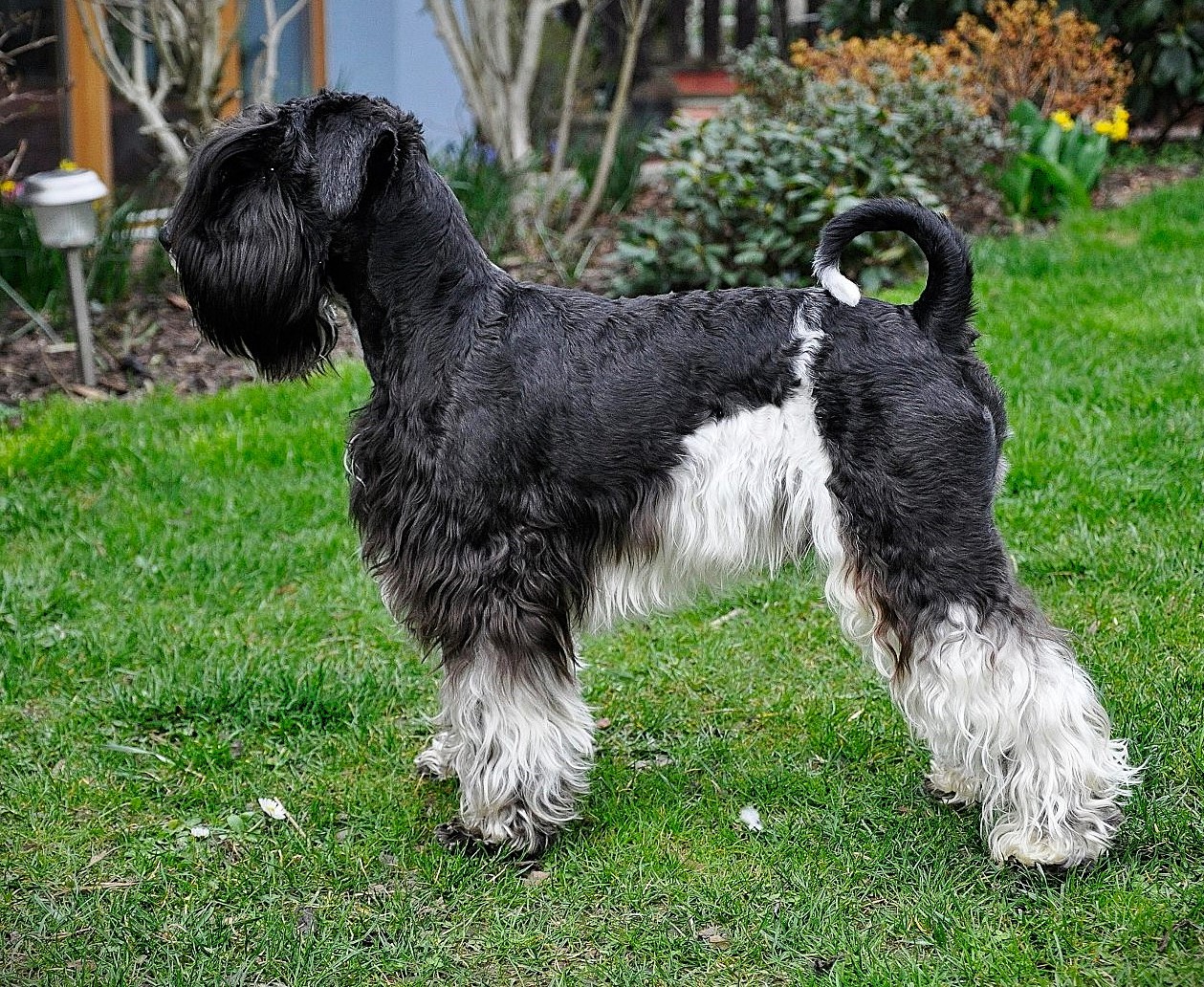 Americký knírač malý parti
American schnauzer
Alice Trojanová
štěně, štěňátko
