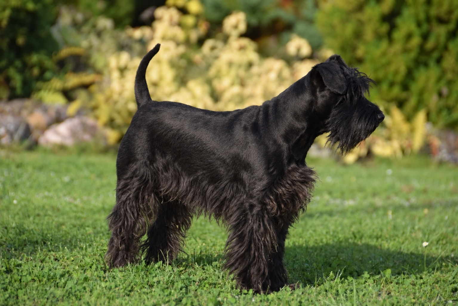 Americký knírač malý parti
American schnauzer 
Alice Trojanová
štěně, štěňátko, vrh štěňat, odchov, odchovy, štěně amerického knírače, štěně knírače parti, puppy of american schnauzer