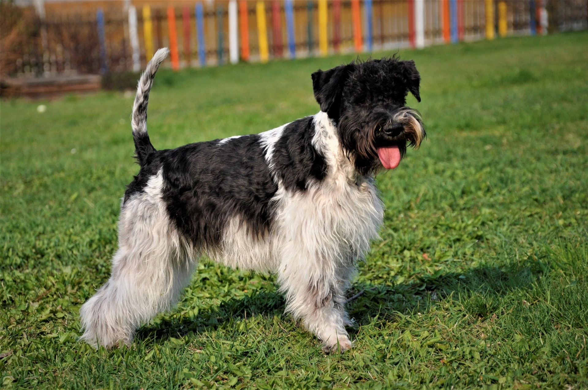 Americký knírač malý parti
American schnauzer
Alice Trojanová
štěně, štěňátko, vrh štěňat, odchov, odchovy, štěně amerického knírače, štěně knírače parti, puppy of american schnauzer