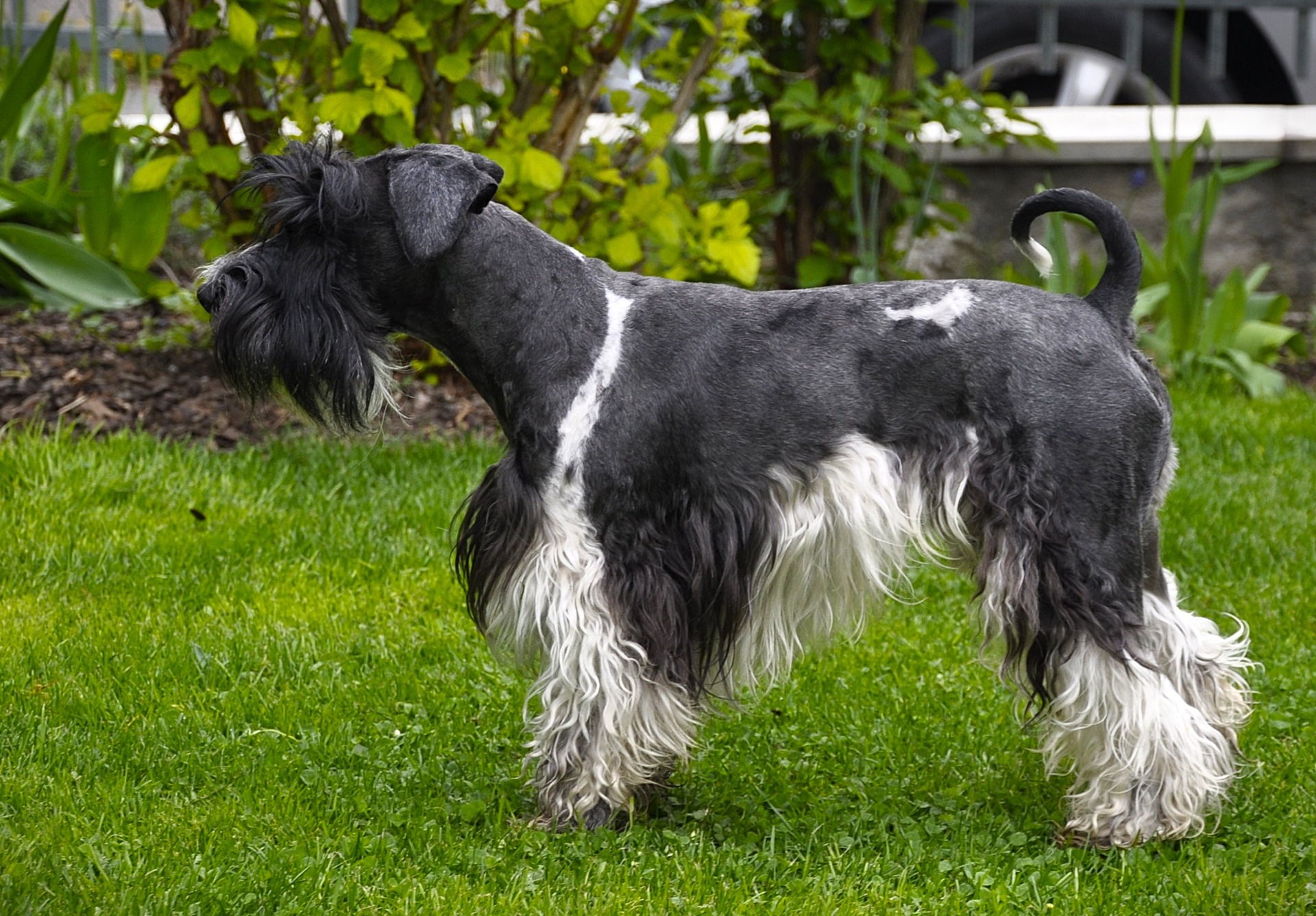 Americký knírač malý parti
American schnauzer
Alice Trojanová
štěně, štěňátko, vrh štěňat, odchov, odchovy, štěně amerického knírače, štěně knírače parti, puppy of american schnauzer