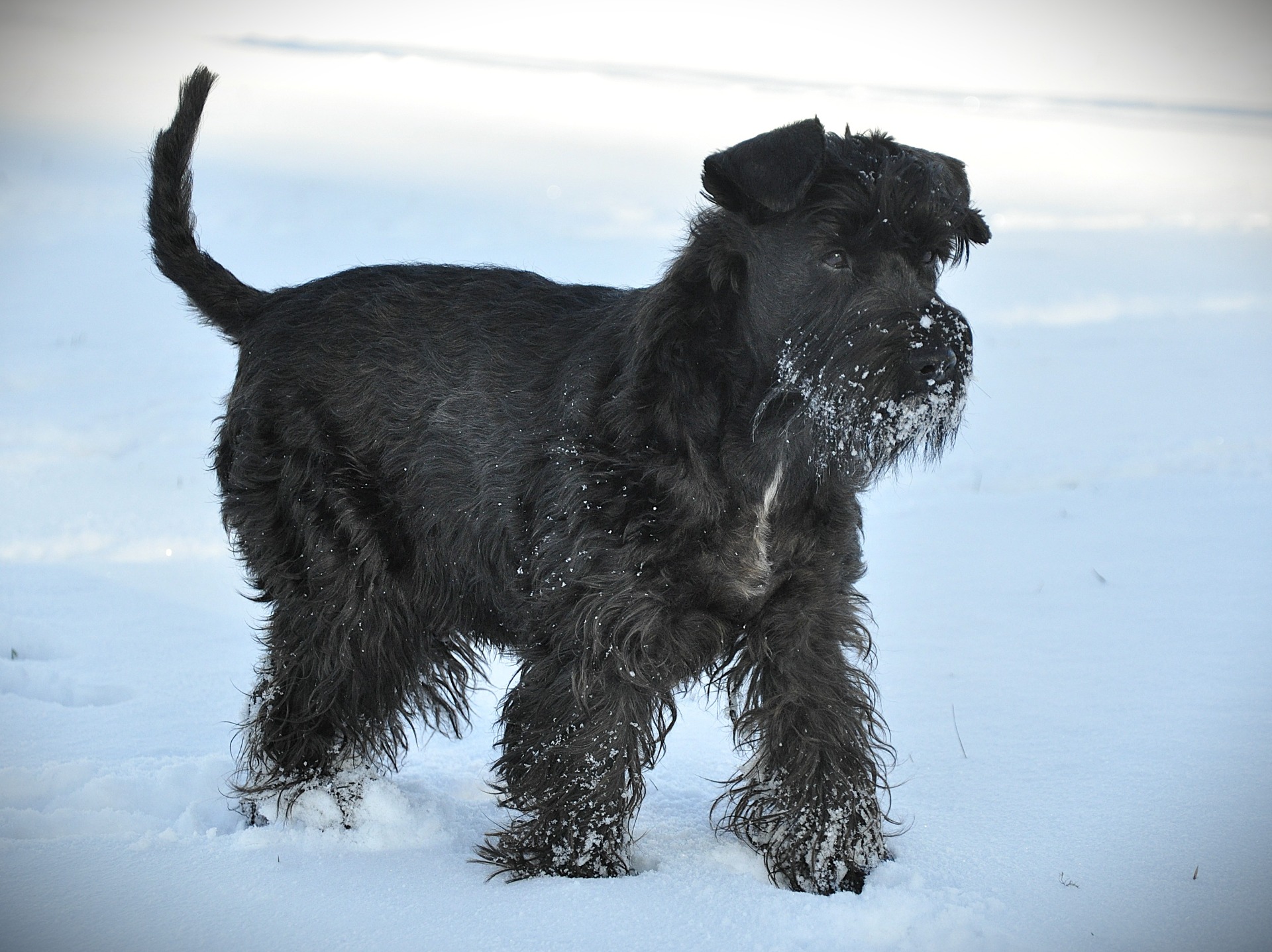 Americký knírač malý parti
American schnauzer
Alice Trojanová
štěně, štěňátko
