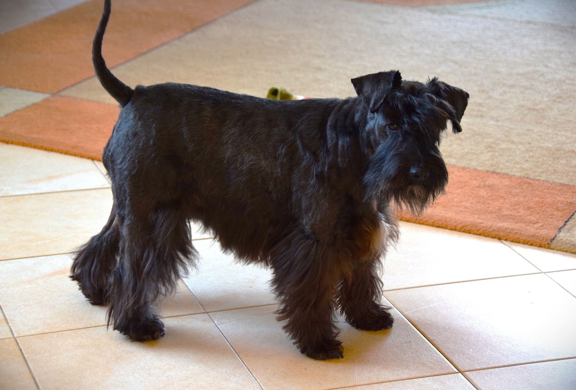 Americký knírač malý parti
American schnauzer
Alice Trojanová
štěně, štěňátko, vrh štěňat, odchov, odchovy, štěně amerického knírače, štěně knírače parti, puppy of american schnauzer