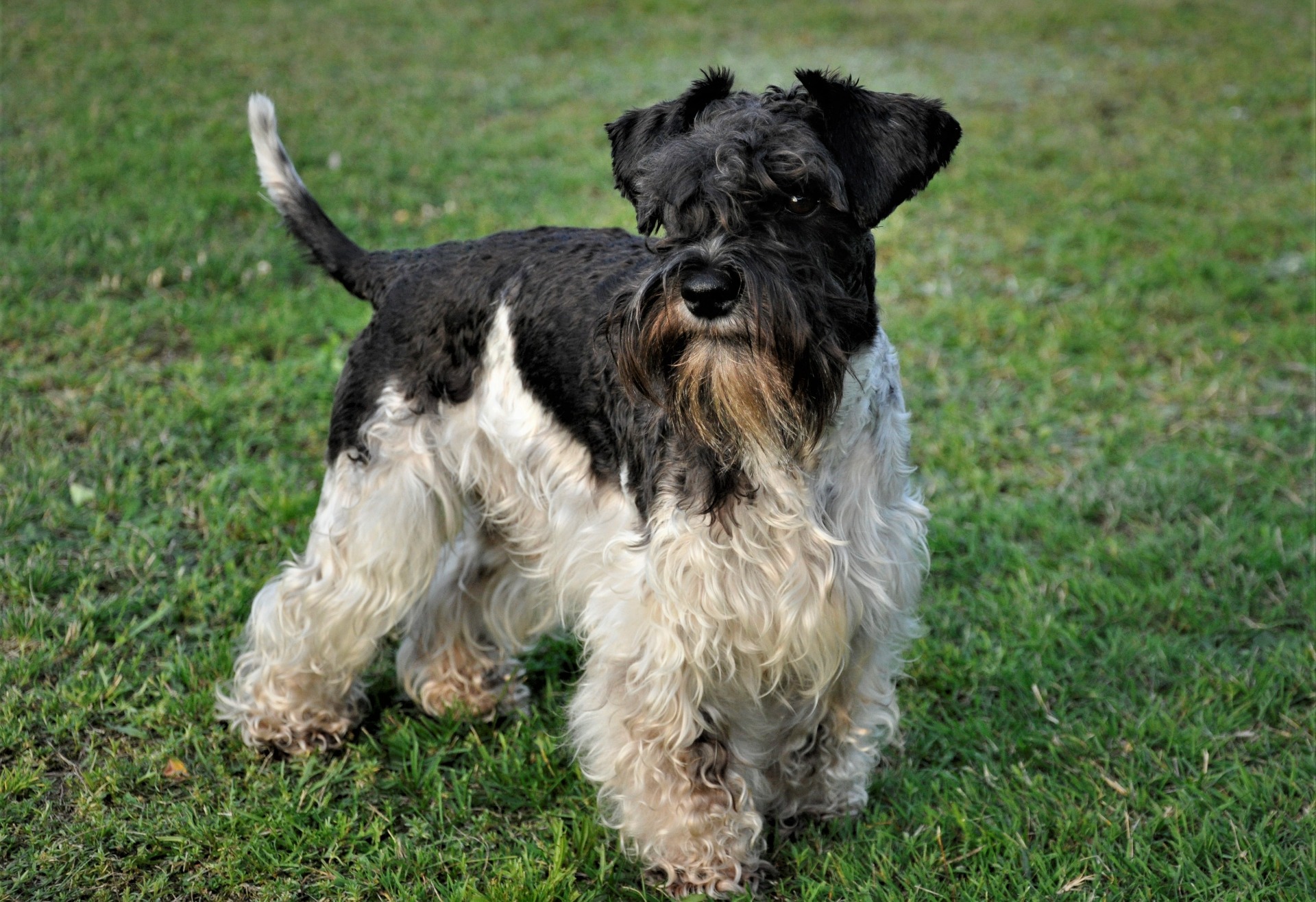 Americký knírač malý parti
American schnauzer
Alice Trojanová
štěně, štěňátko, vrh štěňat, odchov, odchovy, štěně amerického knírače, štěně knírače parti, puppy of american schnauzer