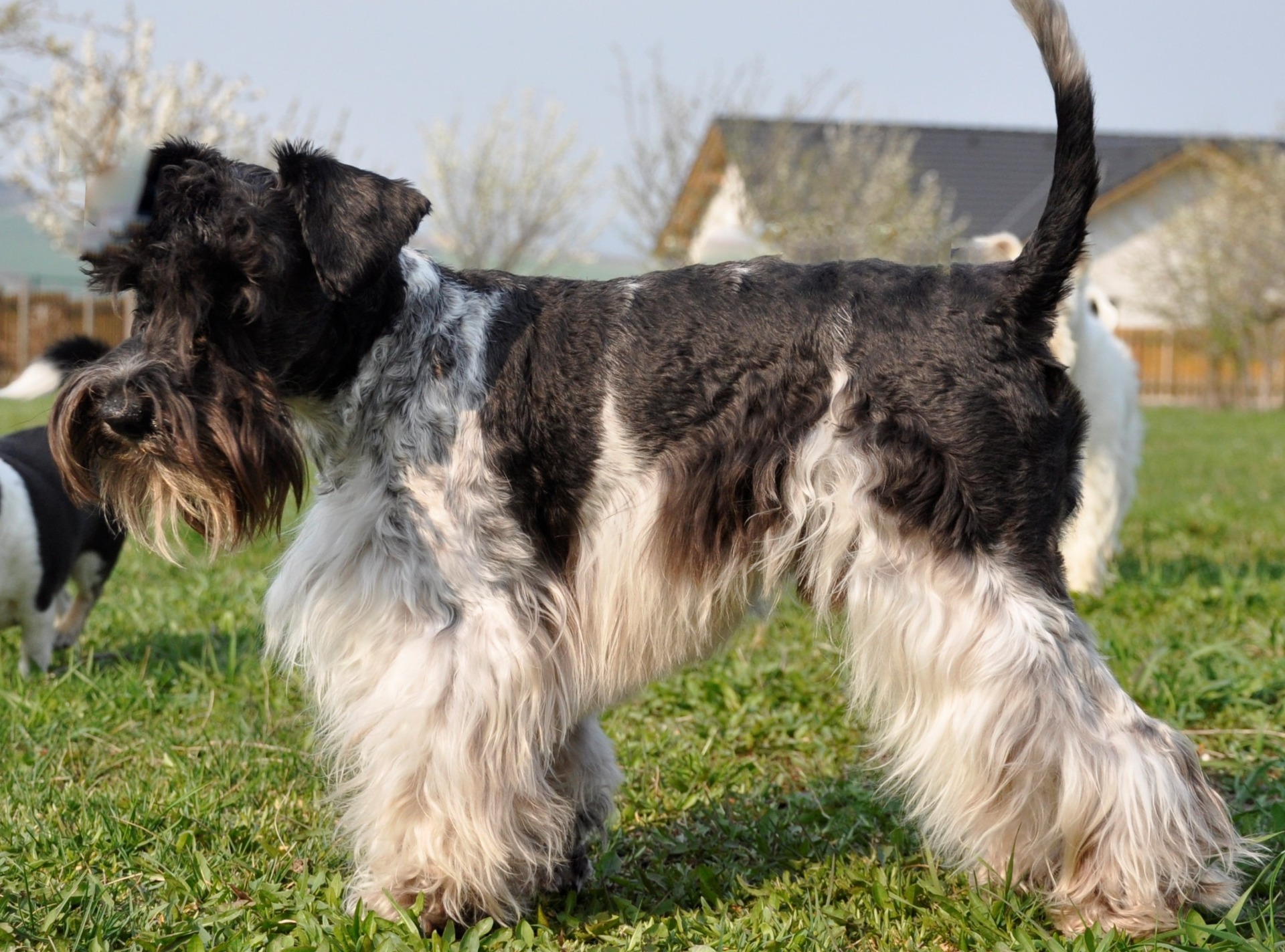 Americký knírač malý parti
American schnauzer 
Alice Trojanová
štěně, štěňátko, vrh štěňat, odchov, odchovy, štěně amerického knírače, štěně knírače parti, puppy of american schnauzer