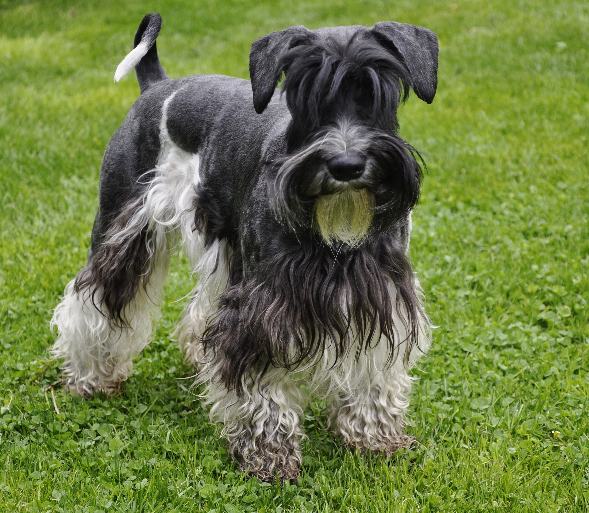 Americký knírač malý parti
American schnauzer
Alice Trojanová
štěně, štěňátko, vrh štěňat, odchov, odchovy, štěně amerického knírače, štěně knírače parti, puppy of american schnauzer